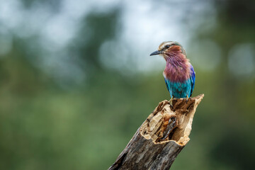 Lilac breasted roller standing on log isolated in natural background in Kruger National park, South Africa ; Specie Coracias caudatus family of Coraciidae