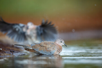 Laughing Dove bathing in watherhole in Kruger National park, South Africa ; Specie Streptopelia senegalensis family of Columbidae