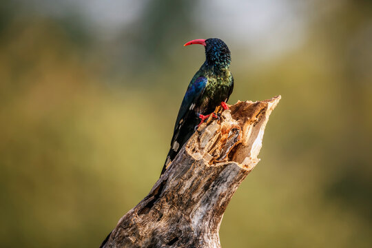 Green wood hoopoe standing on a branch isolated in natural background in Kruger National park, South Africa ; Specie Â Phoeniculus purpureus family of Phoeniculidae