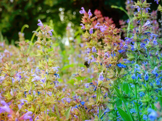 Close up beautiful blue Salvia flower blooming in the outdoor ga