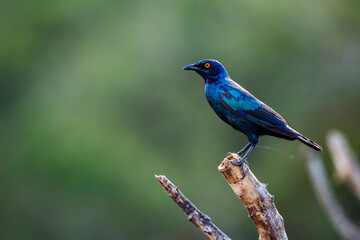 Obraz premium Cape Glossy Starling standing on a branch isolated in natural background in Kruger National park, South Africa ; Specie Lamprotornis nitens family of Sturnidae