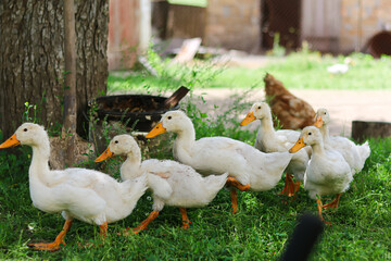 cute ducks walk in the yard.pets.Household.Agriculture.Home farm.Bird farm.Love for animals and care.Happy animals.Poultry farm.Beautiful photo of ducks.
home zoo.animal protection.white ducks.chick.