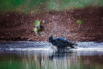 Cape Glossy Starling taking bath in waterhole in Kruger National park, South Africa ; Specie Lamprotornis nitens family of Sturnidae