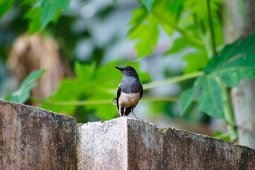 Kerala Common birds stock photo