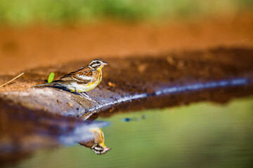 African Golden breasted Bunting at waterhole with reflection in Kruger National park, South Africa ; Specie Fringillaria flaviventris family of Emberizidae