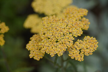 Achillea millefolium ,Terracotta, Asteraceae family. Hanover -  Berggarten, Germany.