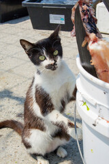 奥武島の島猫達