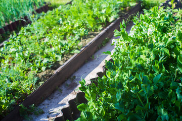 Crops planted in soil get ripe under sun. Cultivated land close up with sprout. Agriculture plant growing in bed row. Green natural food crop