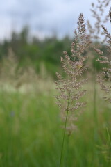 close-up photography of grass, green spikelets against the background of the meadow, meadow grass against the sky, bright green meadow