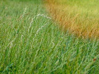 A meadow with beautiful grass texture. Meadow grasses