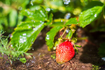 Watering strawberry plants on a plantation in the summer heat. Drops of water irrigate crops. Gardening concept. Agriculture plants growing in bed row