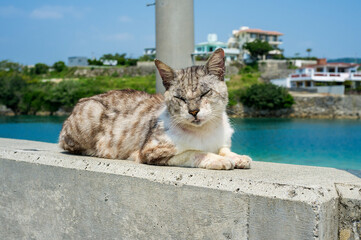 奥武島の島猫達