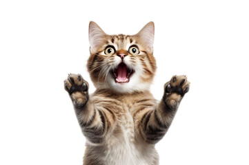 Obraz premium Funny portrait of a cat looking shocked or surprised on a transparent background with its paw up.