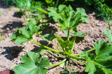Pumpkin crops planted in soil get ripe under sun. Cultivated land close up with sprout. Agriculture plant growing in bed row. Green natural food crop