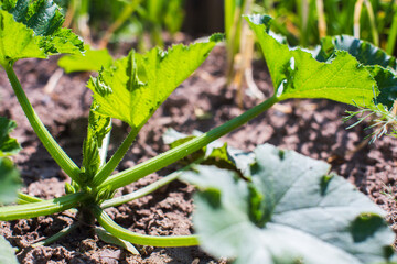Pumpkin crops planted in soil get ripe under sun. Cultivated land close up with sprout. Agriculture plant growing in bed row. Green natural food crop
