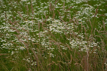Obraz premium mental health concept, green meadow white daisies, eco white green natural background, chamomile meadow, green summer field