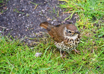  Cute Close Up Of A Thrush