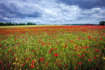 red poppies fields in Normandy, france