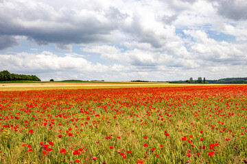 red poppies fields in Normandy, france
