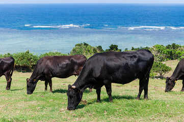 石垣島の海が見える草原で草を食む牛