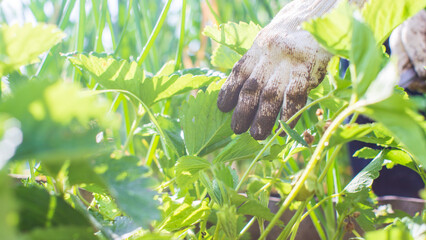 The farmer takes care of the plants in the vegetable garden on the farm. Gardening and plantation concept. Agricultural plants growing in garden beds