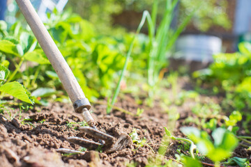 Weeding beds with agricultura plants growing in the garden. Weed control in the garden. Cultivated land close-up. Agricultural work on the plantation