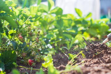 Weeding beds with agricultura plants growing in the garden. Weed control in the garden. Cultivated land close-up. Agricultural work on the plantation