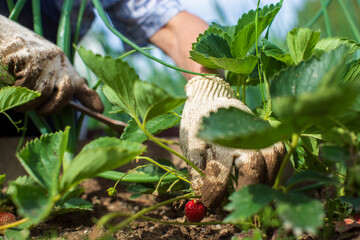 The farmer takes care of the plants in the vegetable garden on the farm. Gardening and plantation concept. Agricultural plants growing in garden beds