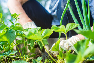 The farmer takes care of the plants in the vegetable garden on the farm. Gardening and plantation concept. Agricultural plants growing in garden beds