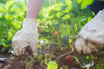 Weeding beds with agricultura plants growing in the garden. Weed control in the garden. Cultivated land close-up. Agricultural work on the plantation