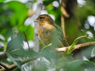 Bird with red and yellow highlights in plumage color perching in natural environment 