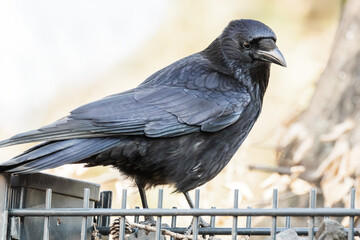 Rabenkr&auml;he auf dem Gartenzaun