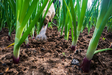 Weeding beds with agricultura plants growing in the garden. Weed control in the garden. Cultivated land close-up. Agricultural work on the plantation