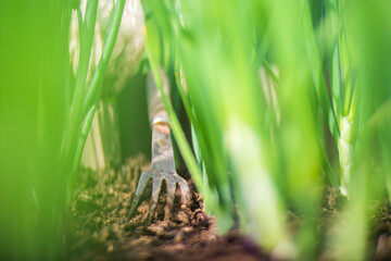 Weeding beds with agricultura plants growing in the garden. Weed control in the garden. Cultivated land close-up. Agricultural work on the plantation