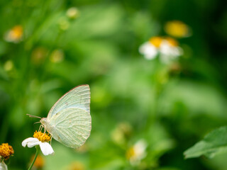 Mottled emigrant Butterfly with free space for text and message, isolated, background.