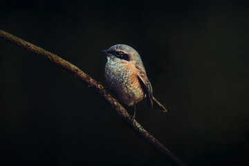 Beautiful brown bird (Brown Shrike, Lanius cristatus) sitting on tree branch ,antique background