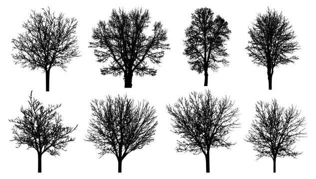 Bare trees silhouette, set. Beautiful leafless trees.  Vector illustration