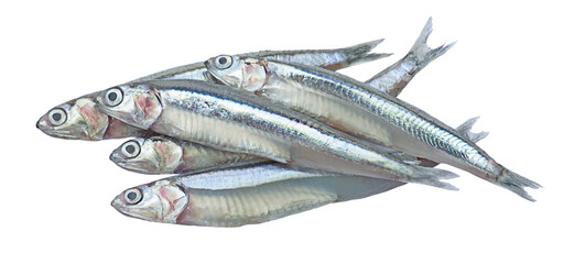 Close up anchovies or gray anchovy isolated on transparency background.