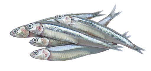 Close up anchovies or gray anchovy isolated on transparency background.