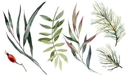 Clipart with watercolor botanical illustrations of eucalyptus, spruce branches and berries.