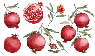 Pomegranate and pomegranate flower illustration set - illustration. Hand drawn watercolor picture on white background.