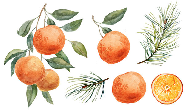 Composition And Clipart With Watercolor Illustrations Of Mandarin Oranges. New Year Compositions With Oranges, Tangerines, Cones And Spruce Pine Branches.