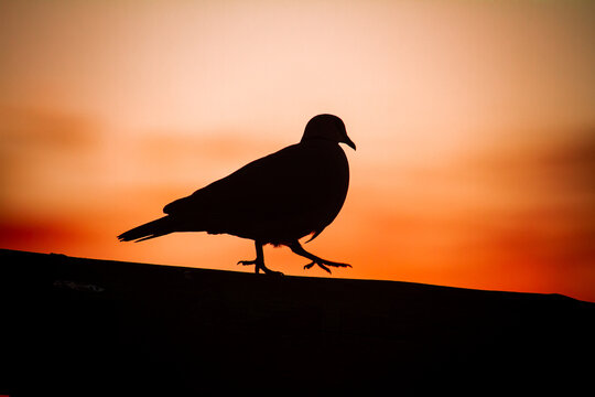 Sunrise and the Pigeon