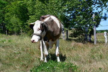 A close up on a black, brown, and white cow grazing and resting in the sun in the middle of a field, meadow, or pastureland located next to a vast forest or moor seen in Poland in summer