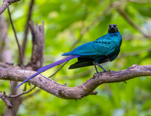 Naklejka premium Glossy starling
