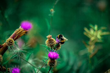 Closeup of a bumblebee in the wild