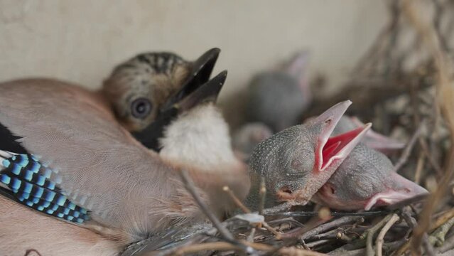 Blue jay mother with chiks in a nest
