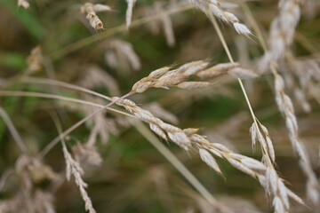 field background in close-up, summer meadow vegetation, Brown cereal spikes in close-up, 