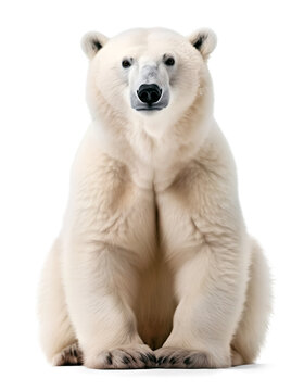 cute sitting polar bear, isolated background. Generative Ai