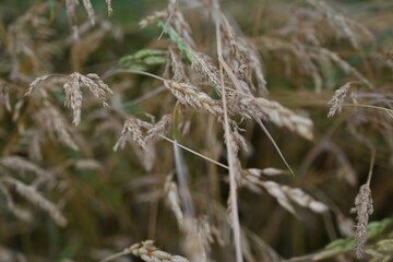brown wild spikelets of field cereals  field background in close-up, summer meadow vegetation